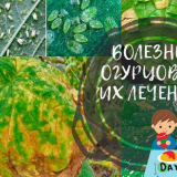 Заболявания на листа и вредители на краставици + борба срещу тях